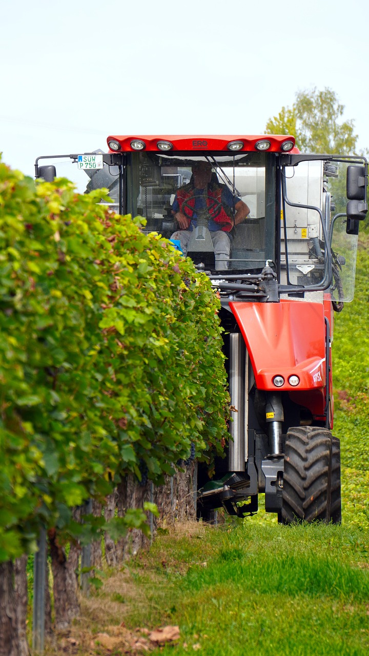 harvester, vintage, wine harvest, fall, wine, viticulture, vineyards
